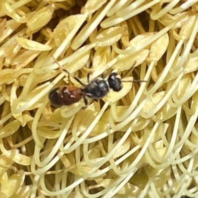Hylaeus (Prosopisteron) littleri (Hylaeine colletid bee) at Burradoo - 5 May 2023 by GlossyGal