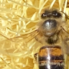 Hylaeus (Prosopisteron) littleri at Burradoo, NSW - suppressed