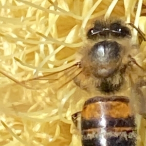 Hylaeus (Prosopisteron) littleri at Burradoo, NSW - suppressed