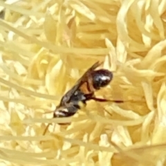 Hylaeus (Prosopisteron) littleri at Burradoo, NSW - suppressed