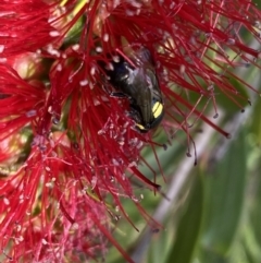 Hylaeus (Hylaeorhiza) nubilosus (A yellow-spotted masked bee) at Burradoo - 5 May 2023 by GlossyGal
