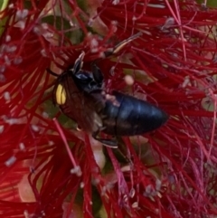 Hylaeus (Hylaeorhiza) nubilosus at Burradoo, NSW - 5 May 2023