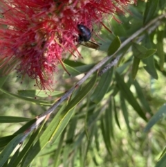 Hylaeus (Hylaeorhiza) nubilosus at suppressed - 5 May 2023