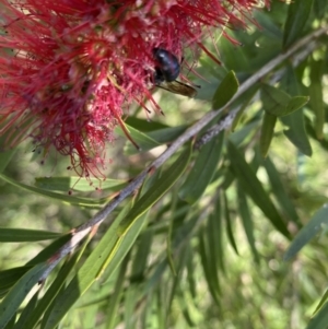 Hylaeus (Hylaeorhiza) nubilosus at Burradoo, NSW - 5 May 2023