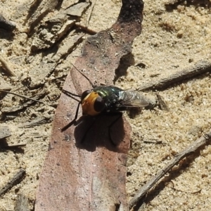 Amenia imperialis at Bundanoon, NSW - 5 May 2023