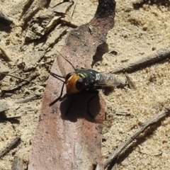 Amenia imperialis (Yellow-headed blowfly) at Wingecarribee Local Government Area - 5 May 2023 by GlossyGal