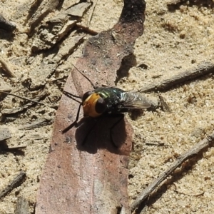 Amenia imperialis (Yellow-headed blowfly) at Bundanoon, NSW by GlossyGal