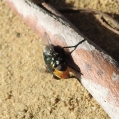 Amenia imperialis at Bundanoon, NSW - 5 May 2023 12:17 PM