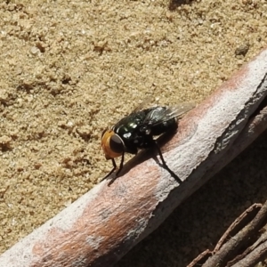 Amenia imperialis at Bundanoon, NSW - 5 May 2023