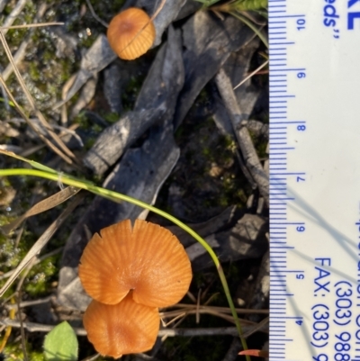 Laccaria sp. at Wingecarribee Local Government Area - 5 May 2023 by GlossyGal