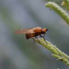 Lauxaniidae (family) (Unidentified lauxaniid fly) at Namadgi National Park - 4 Feb 2023 by KorinneM