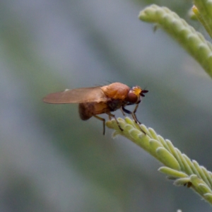 Lauxaniidae (family) at Tennent, ACT - 4 Feb 2023 05:41 PM