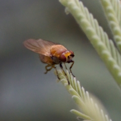 Lauxaniidae (family) at Tennent, ACT - 4 Feb 2023