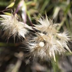 Rytidosperma sp. (Wallaby Grass) at Michelago, NSW - 10 Nov 2020 by Illilanga