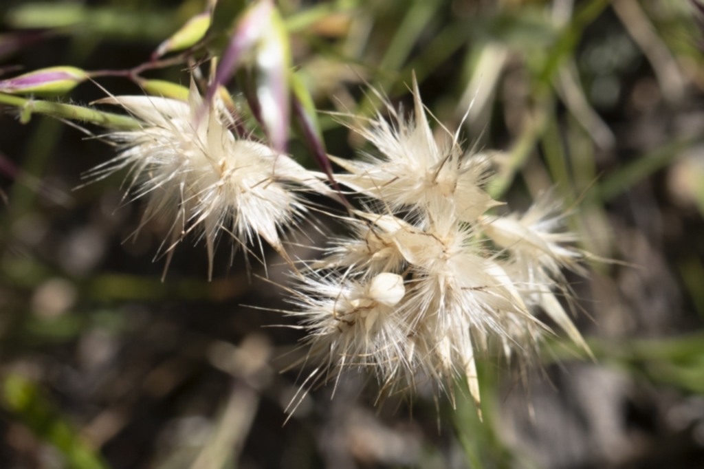 Rytidosperma sp. at Michelago, NSW - 10 Nov 2020