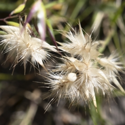 Rytidosperma sp. (Wallaby Grass) at Michelago, NSW - 9 Nov 2020 by Illilanga