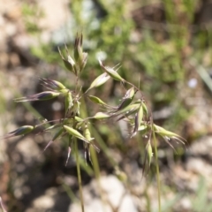 Rytidosperma sp. at Michelago, NSW - 10 Nov 2020