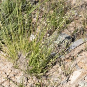 Rytidosperma sp. at Michelago, NSW - 10 Nov 2020