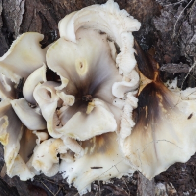 Omphalotus nidiformis (Ghost Fungus) at Aranda, ACT - 7 May 2023 by PandaLemon