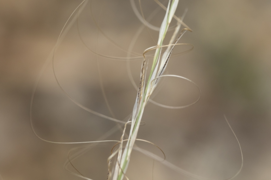 Austrostipa scabra subsp. falcata at Michelago, NSW - 30 Dec 2018