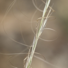 Austrostipa scabra subsp. falcata (Rough Spear-grass) at Michelago, NSW - 30 Dec 2018 by Illilanga
