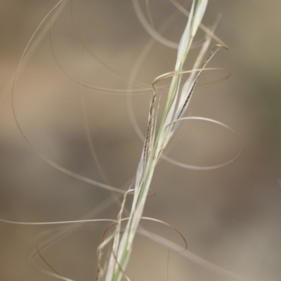 Austrostipa scabra subsp. falcata (Rough Spear-grass) at Illilanga & Baroona - 30 Dec 2018 by Illilanga