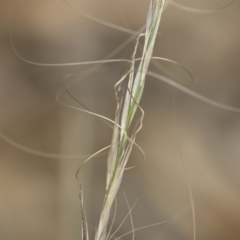 Austrostipa scabra subsp. falcata at Michelago, NSW - 30 Dec 2018