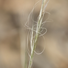 Austrostipa scabra subsp. falcata at Michelago, NSW - 30 Dec 2018