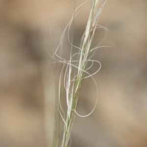 Austrostipa scabra subsp. falcata at Michelago, NSW - 30 Dec 2018