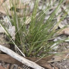 Austrostipa scabra subsp. falcata at Michelago, NSW - 30 Dec 2018