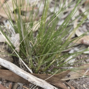 Austrostipa scabra subsp. falcata at Michelago, NSW - 30 Dec 2018 02:55 PM