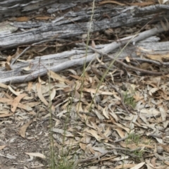 Austrostipa scabra subsp. falcata at Michelago, NSW - 30 Dec 2018 02:55 PM