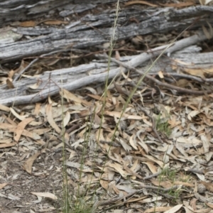 Austrostipa scabra subsp. falcata at Michelago, NSW - 30 Dec 2018 02:55 PM