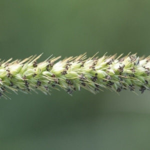 Setaria parviflora at Michelago, NSW - 28 Mar 2020 04:04 PM