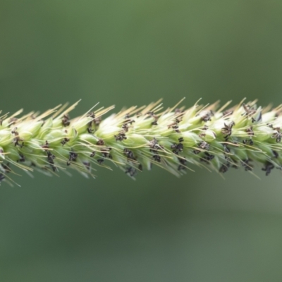 Setaria parviflora (Slender Pigeon Grass) at Illilanga & Baroona - 28 Mar 2020 by Illilanga