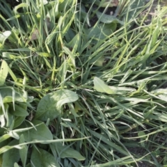 Setaria parviflora at Michelago, NSW - 28 Mar 2020