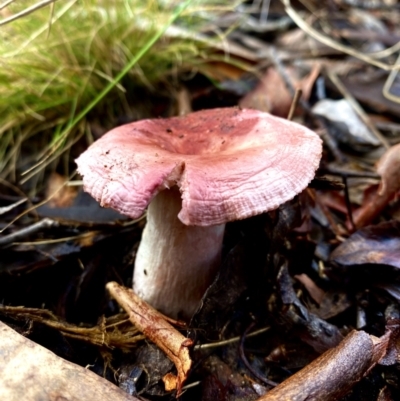 Russula 'purpureoflava group' at Burra, NSW - 7 May 2023 by JessBelle