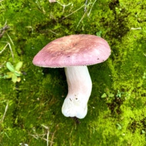 Russula 'purpureoflava group' at Burra, NSW - suppressed