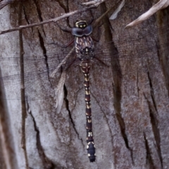 Austroaeschna multipunctata (Multi-spotted Darner) at Cotter River, ACT - 4 Feb 2023 by KorinneM