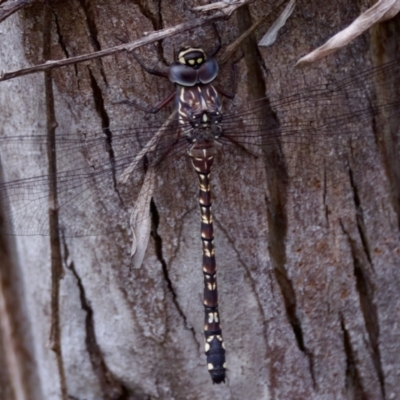 Austroaeschna multipunctata (Multi-spotted Darner) at Cotter River, ACT - 4 Feb 2023 by KorinneM