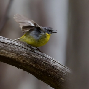 Eopsaltria australis at Tennent, ACT - 4 Feb 2023