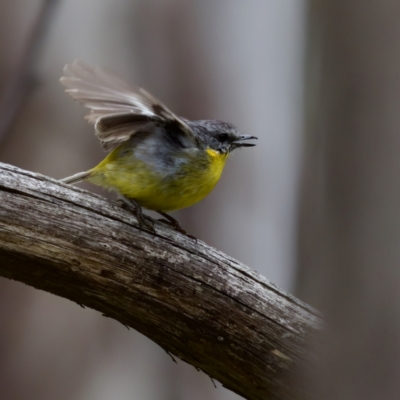 Eopsaltria australis (Eastern Yellow Robin) at Namadgi National Park - 4 Feb 2023 by KorinneM