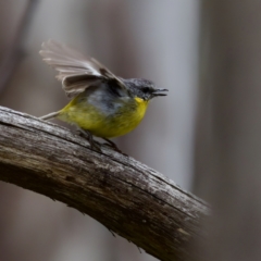 Eopsaltria australis (Eastern Yellow Robin) at Tennent, ACT - 4 Feb 2023 by KorinneM