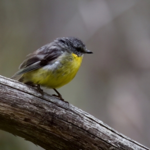 Eopsaltria australis at Tennent, ACT - 4 Feb 2023