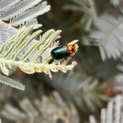 Aporocera (Aporocera) consors (A leaf beetle) at Namadgi National Park - 4 Feb 2023 by KorinneM