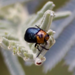 Aporocera (Aporocera) consors at Cotter River, ACT - 4 Feb 2023 06:01 PM