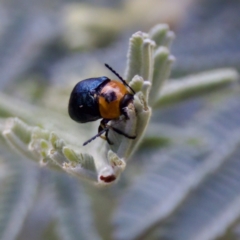 Aporocera (Aporocera) consors at Cotter River, ACT - 4 Feb 2023 06:01 PM