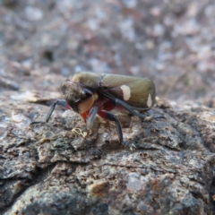 Eurymela distincta (Gumtree leafhopper) at Kambah Pool - 6 May 2023 by MatthewFrawley