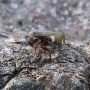 Eurymela distincta at Paddys River, ACT - 6 May 2023 03:18 PM