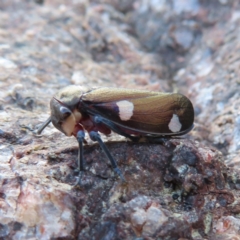 Eurymela distincta at Paddys River, ACT - 6 May 2023 03:18 PM